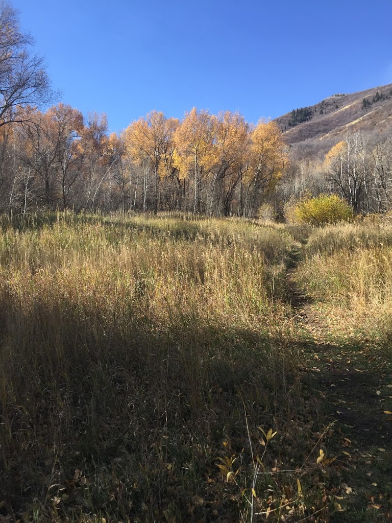 all the fall colors in a meadow on big springs hollow trail